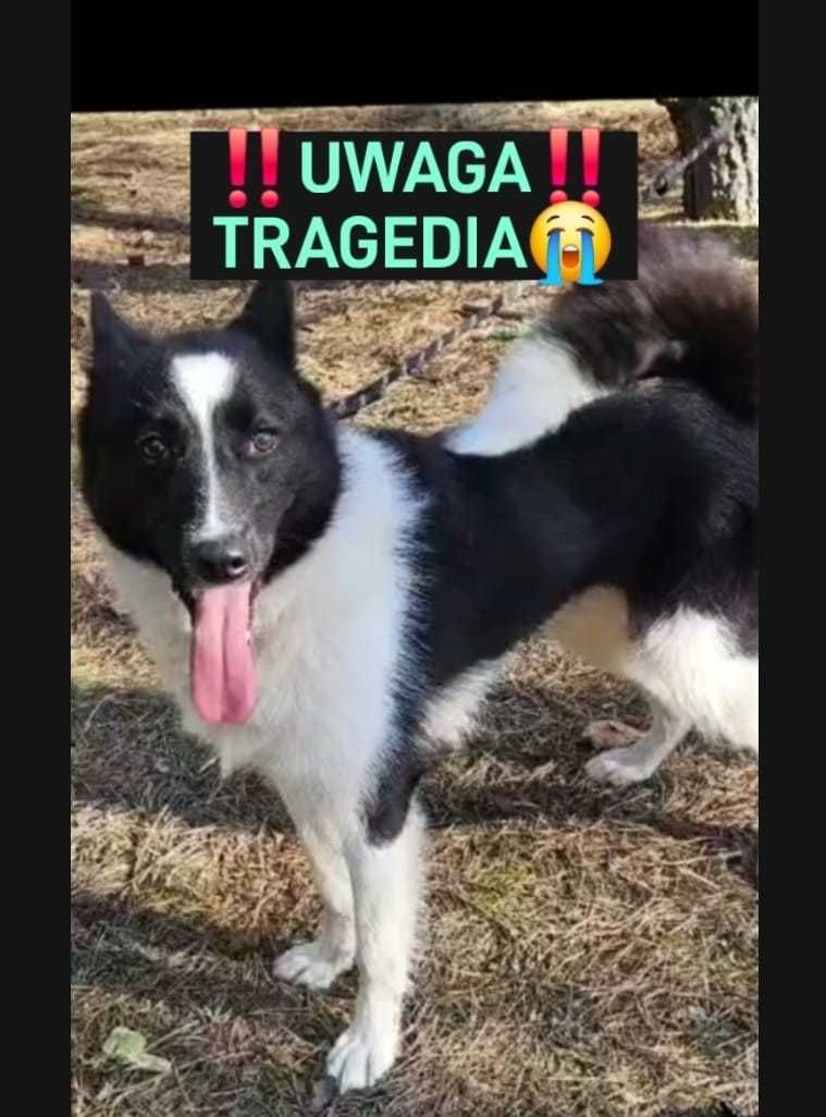 SUZI jest wpatrzona w człowieka