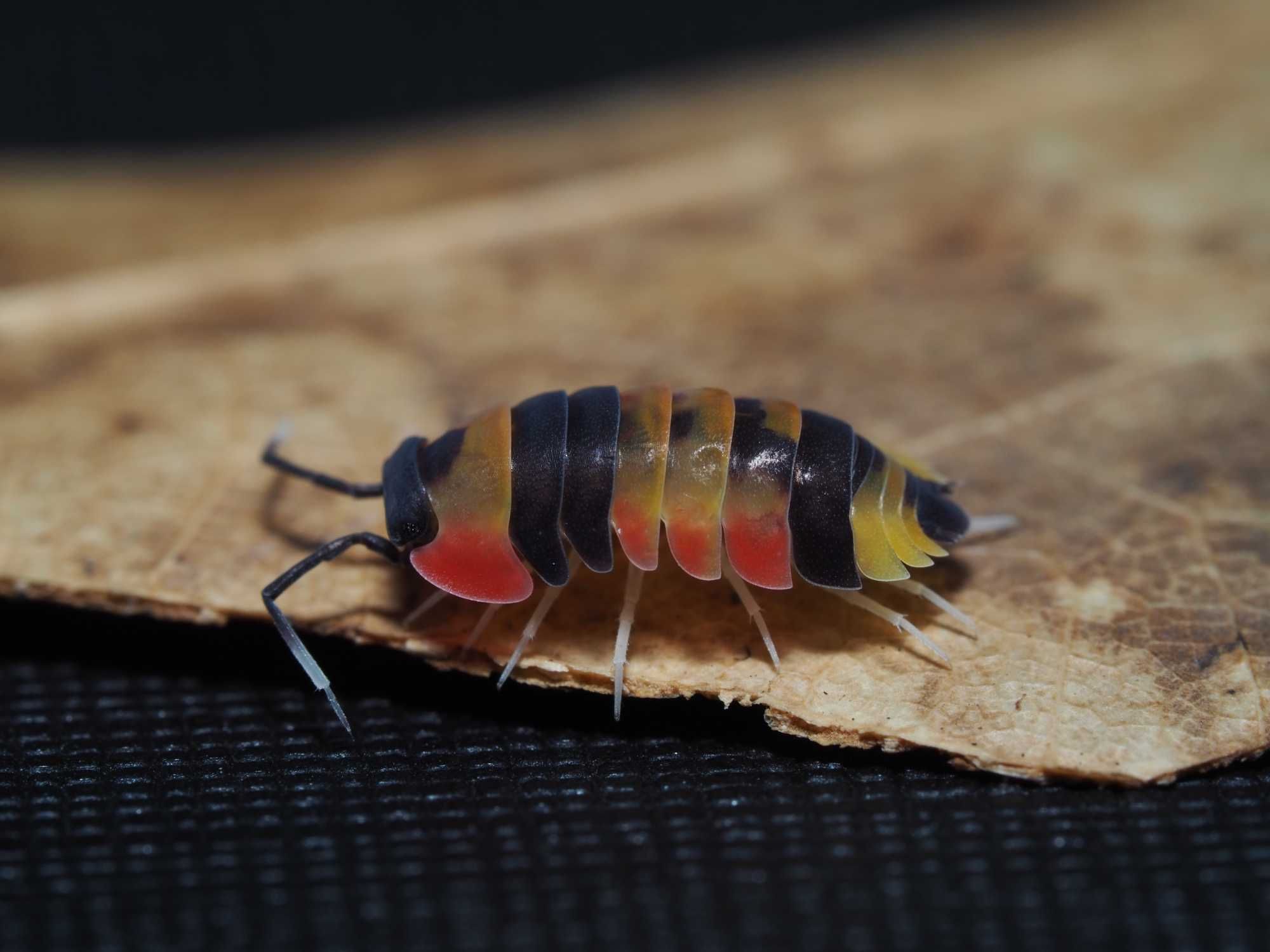 Merulanella phoenix isopody CB 10 sztuk