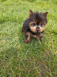 York Yorkshire terrier samiec