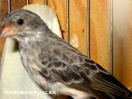 szare śpiewaki samce - szary śpiewak