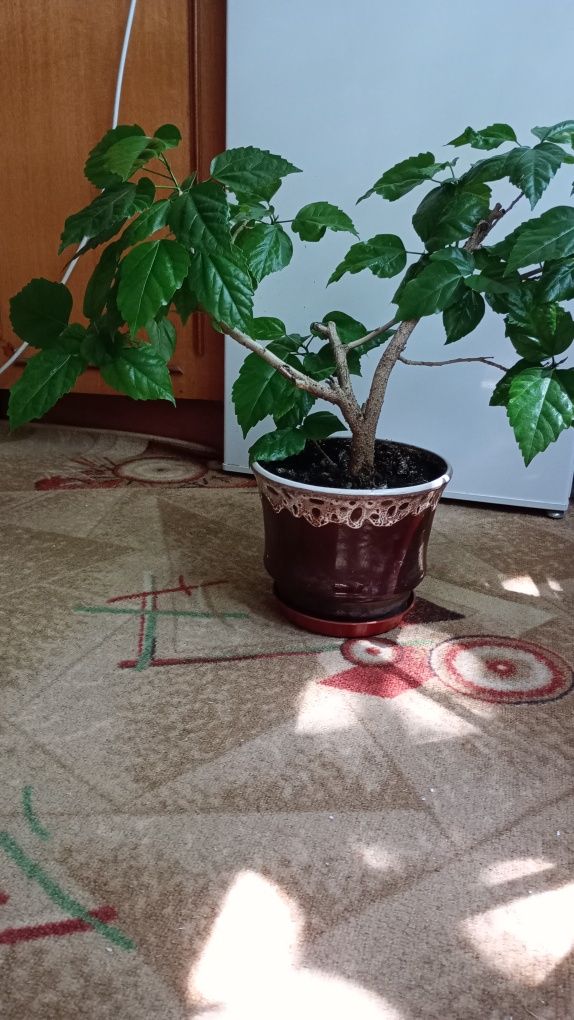 Продаю гибискус.