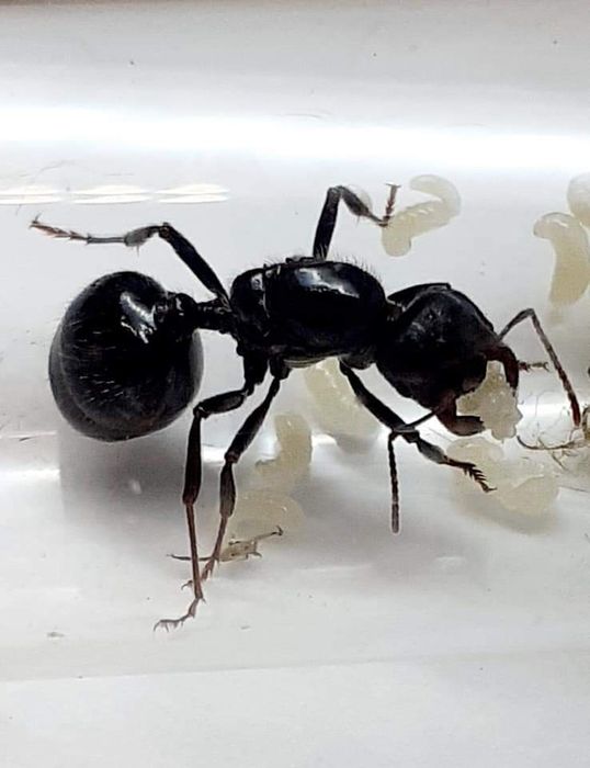 Messor barbarus rójkowa królowa mrówek