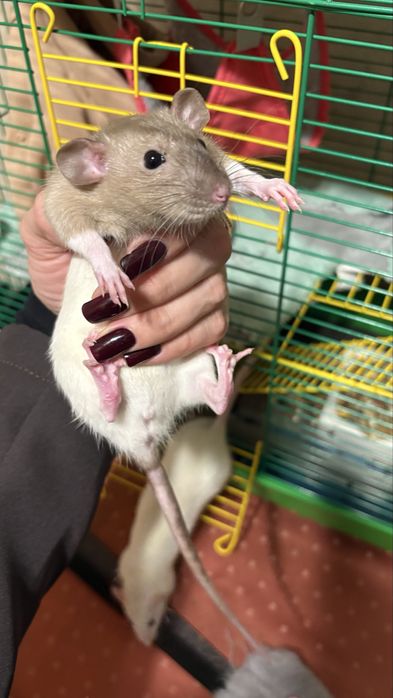 Крисятка девочки