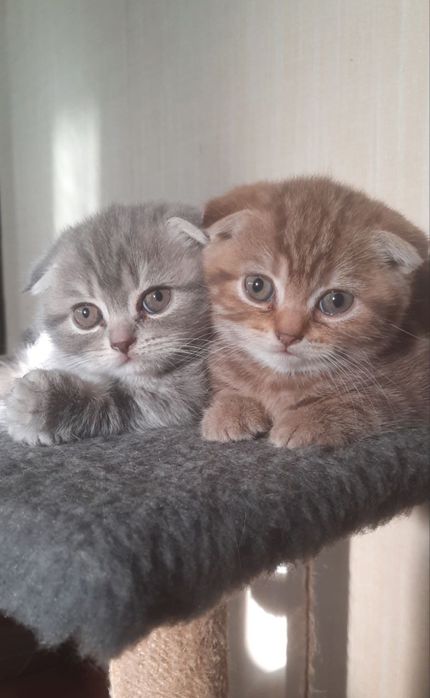 Готові до продажу дуже гарні кошенята Scottish fold