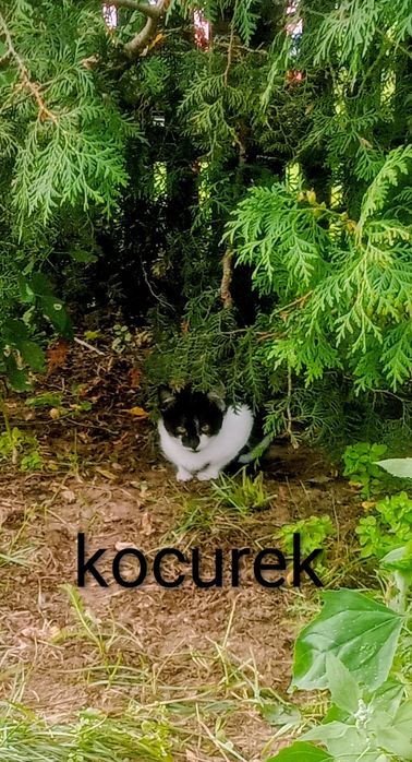 Oddam 2 kociaki  oba kocurki