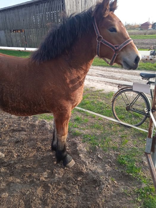 Źrebica zimnokrwista