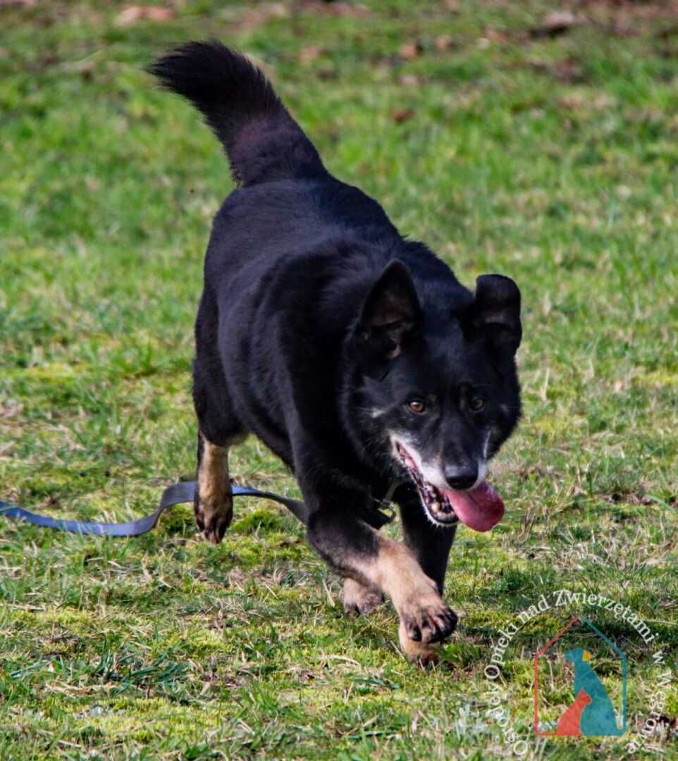 CIĄGLE UŚMIECHNIĘTY, łagodny i pogodny - amator spacerów - do adopcji