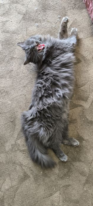 Красуня  шукає сім'ю ,бажано будинок