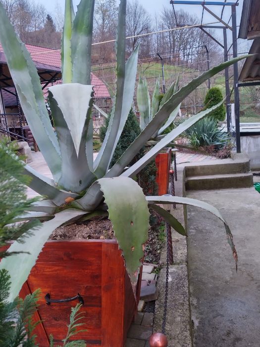 Квітка  Агава  .