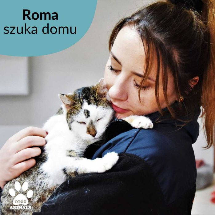 Roma, przekochana kocia staruszka pilnie szuka dobrego domu!