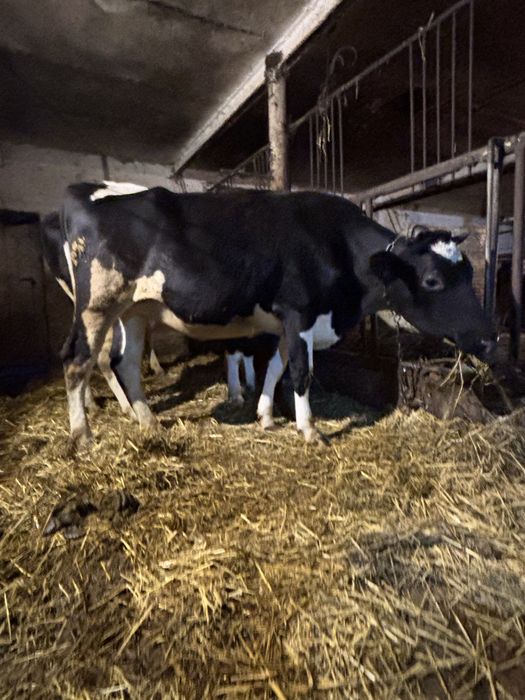 Sprzedam jałowke 7 miesiacy cielną