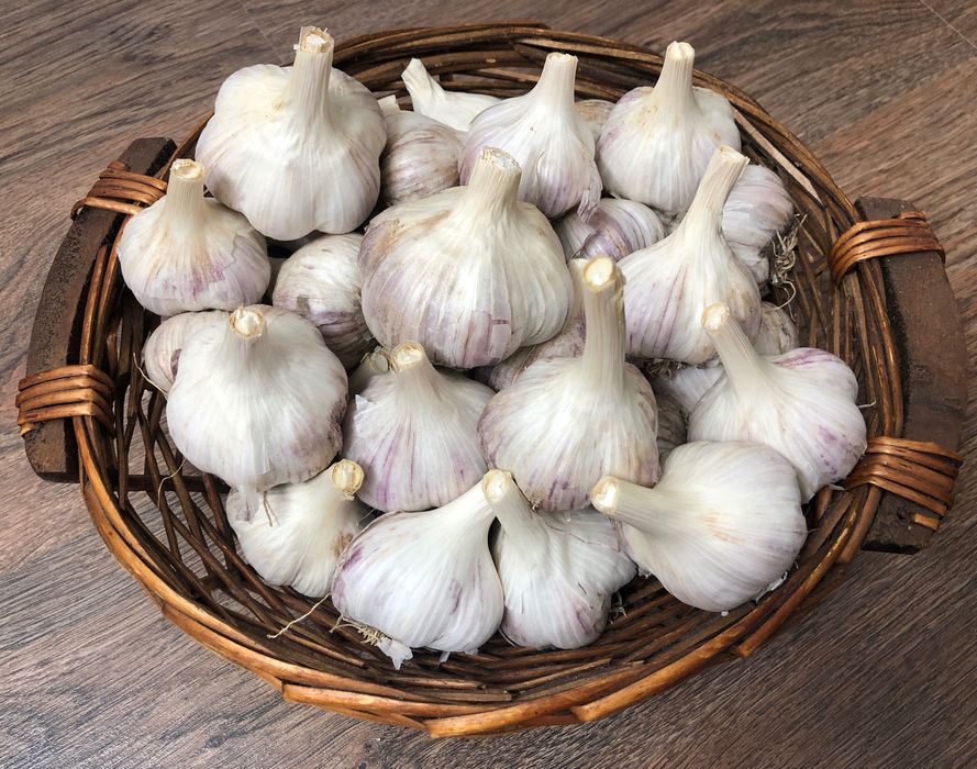 Часник Любаша чеснок