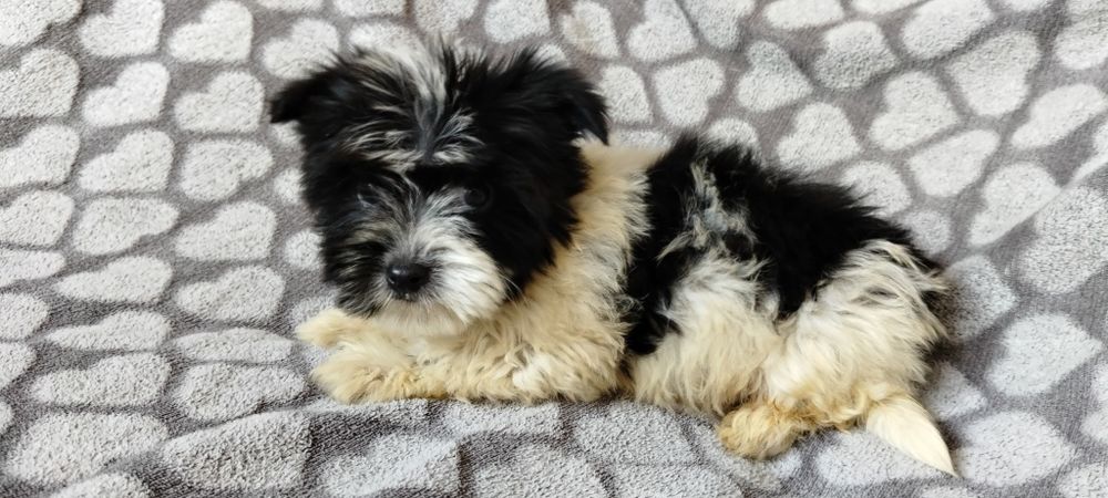 Yorkshire terrier biewer