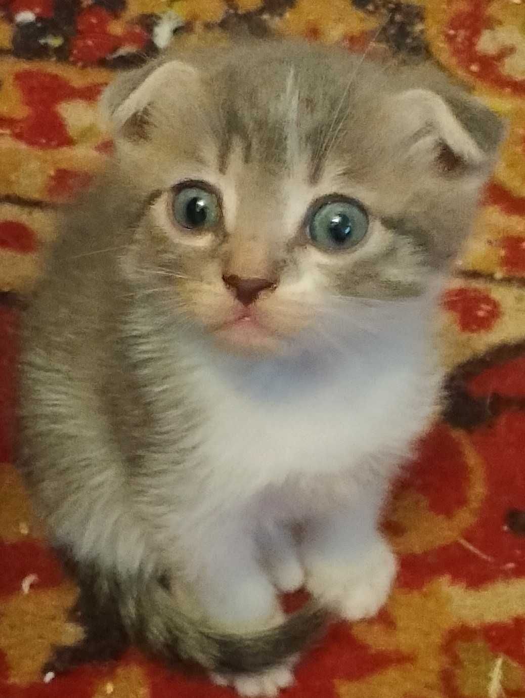 Отдаю БЕСПЛАТНО котят