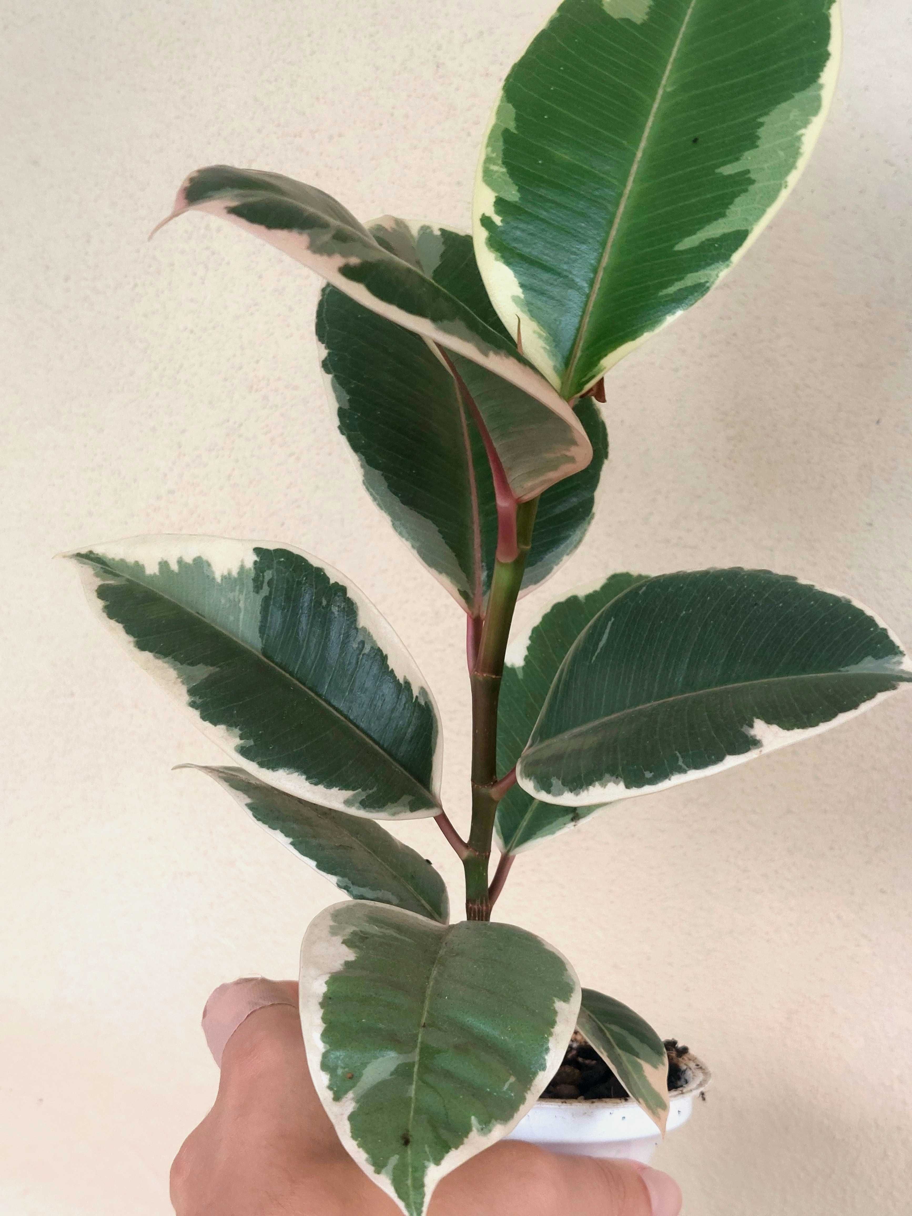 Planta Ficus elastica 'Tineke'
