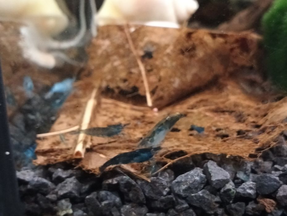 Krewetki neocaridina + jedzenie gratis