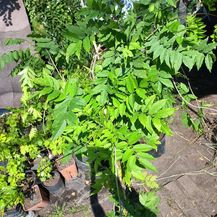 Продам Глицинию (Вистерия) 3 лет, в контейнере распродажа