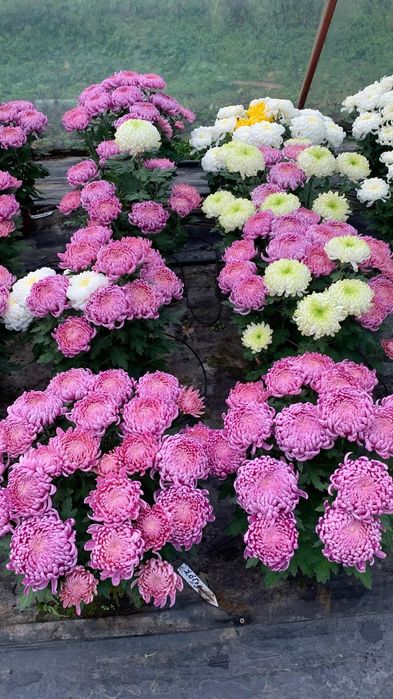 Tanio Chryzantemy Najładniejsze Atrakcyjne Ceny