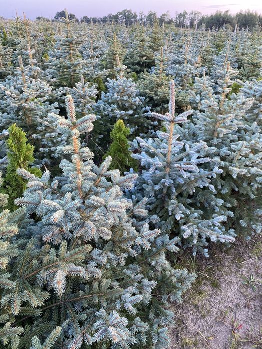 Świerk srebrny jodła koreańska Nasielsk 05 190