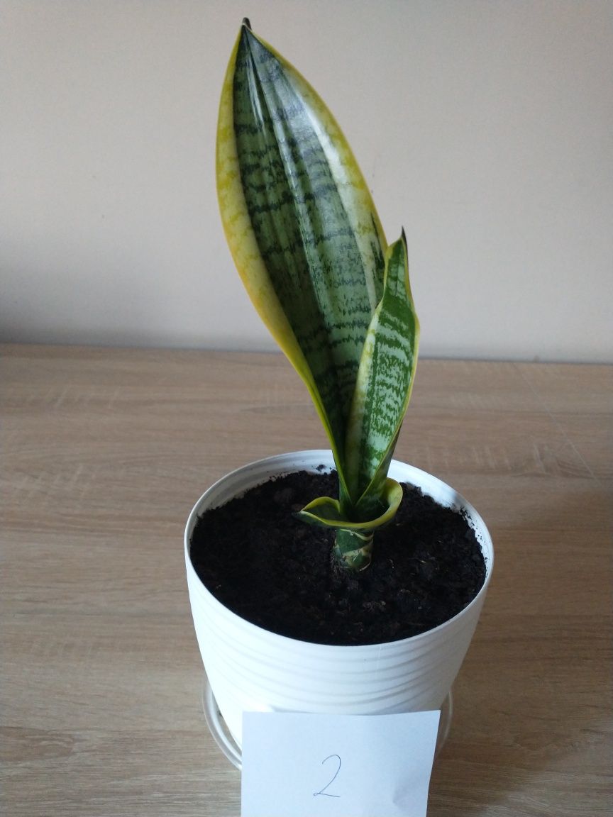 Sansewieria, Sansevieria,Sanseveria,  wężownica, język teściowej