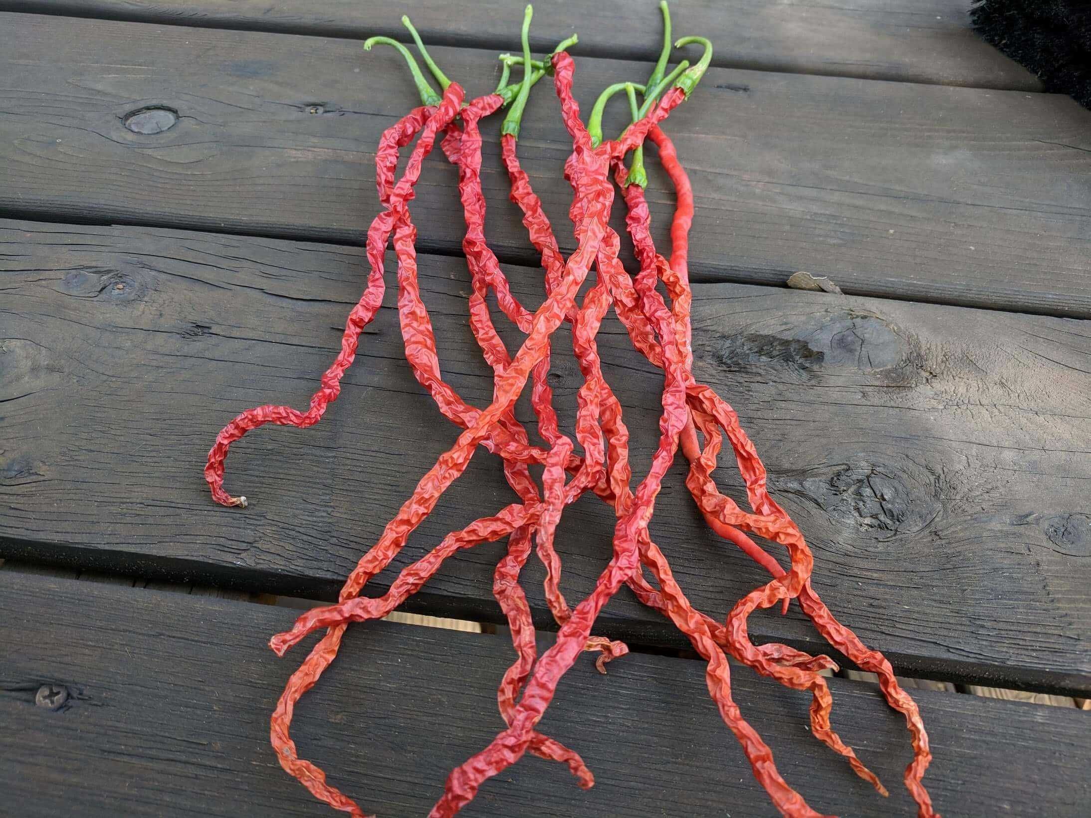 10 sementes de Pimenta Thunder Mountain Longhorn