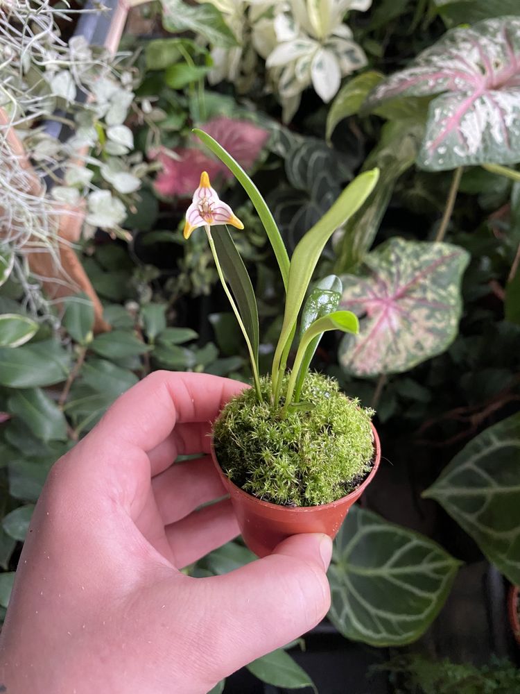 Масдеваллія  Masdevallia striatella