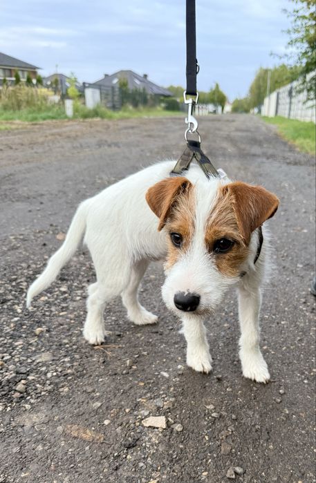 Samiec Parson Russell Terrier gotowy na zmiane domu