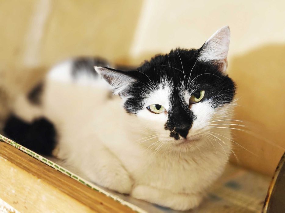 Термінове прилаштування! Киця Мілка 1рік няшна ніжна спокійна кішка