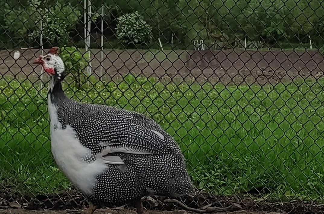 Цесарки. Пантарка. Продаються самці цесарки!
