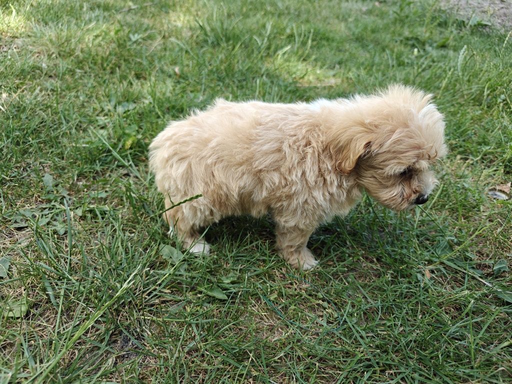 Maltipoo  piesek aktualne