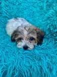Cudowna niunia Maltipoo Maltańczyk Pudel Toy szuka kochajacej rodziny!