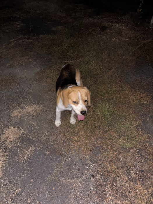 Beagel oddam za darmo