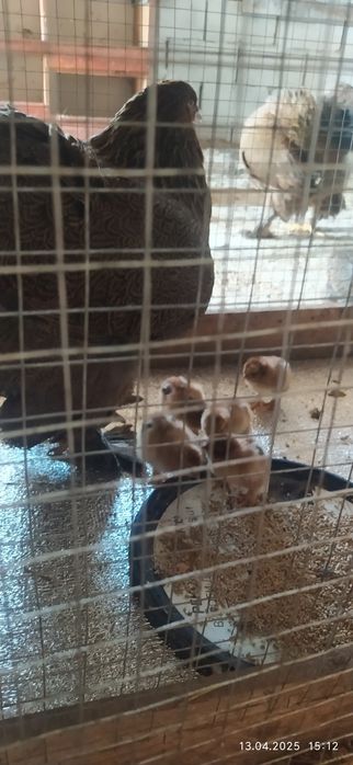 Півні брама куріпчаста