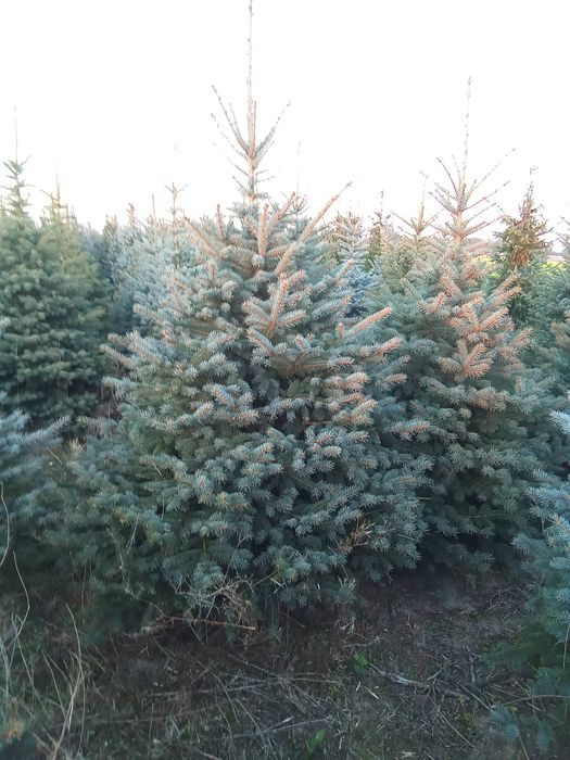 Choinki bożonarodzeniowe