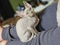 Liliowa kotka Devon Rex FPL