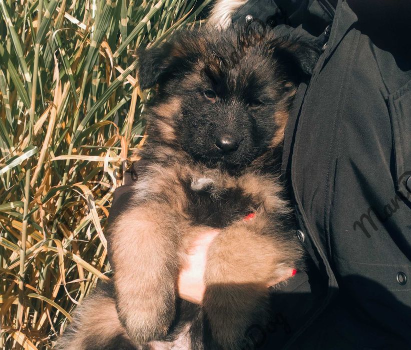 Owczarek Niemiecki Długowłosy suka suczka szczeniak piesek RODOWÓD