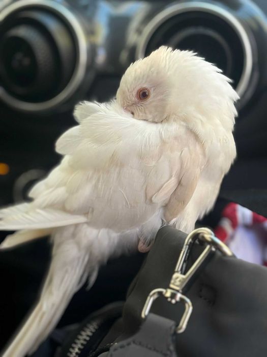 Lote de ring neck e loris