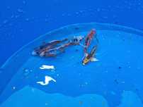 Carpas koi desde 7cm