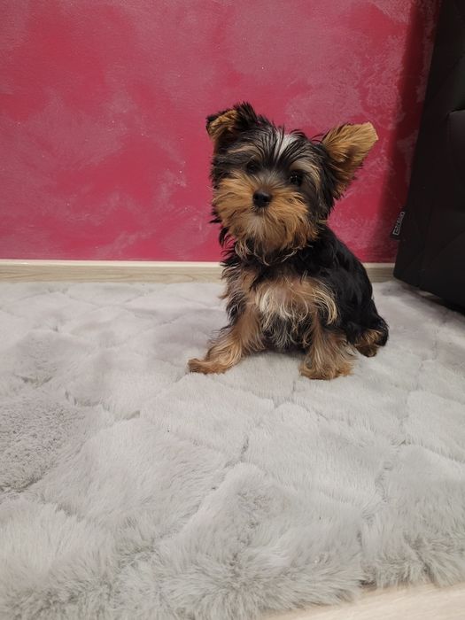 Yorkshire terrier suczka