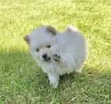pomeranian, szpic miniaturowy biała suczka