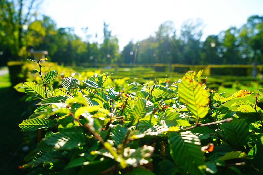 Bezlusterkowiec Sony A7R Zeiss Vario Tessar 24-70 F4 32GB SD 2x aku