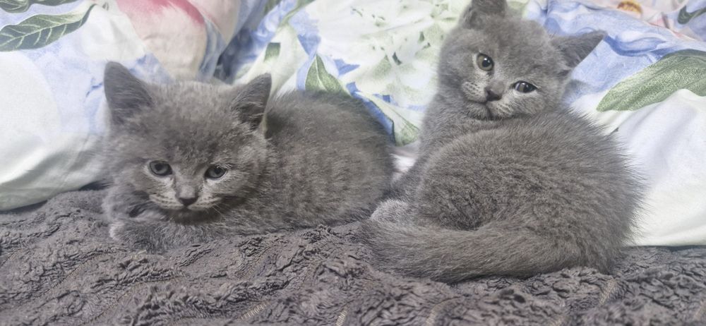 Продам маленьких Британців