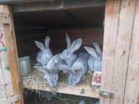 Sprzedam 5 sztuk królików młodych (Belgijskie)
