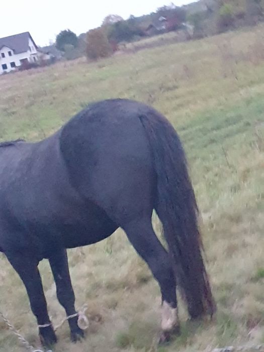 продається кінь жеребець