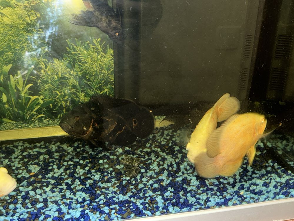Aquario de 200 litros com oscares
