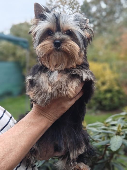 Yorkshire Terrier suczka ZKwP FCI