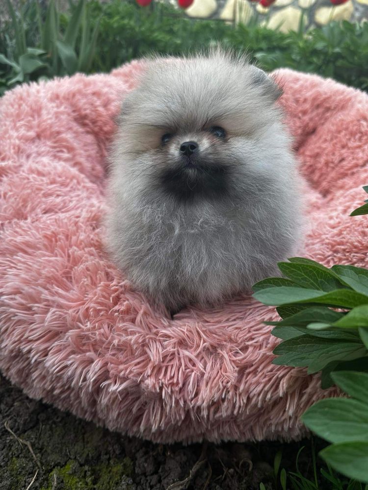 Pomeranian Szpic Miniaturowy sunia FCI