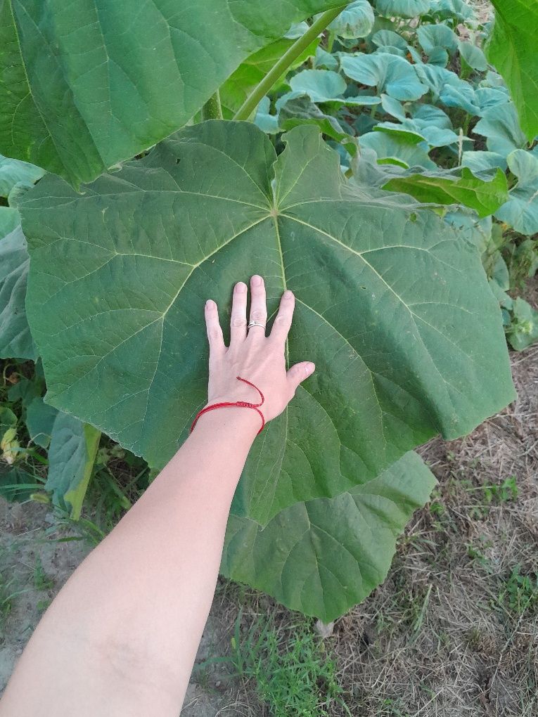 Oxytree, paulownia