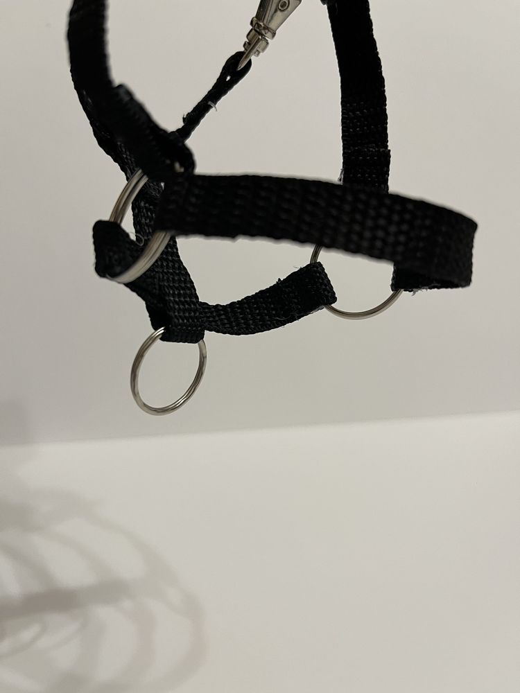 kantar dla hobby horse