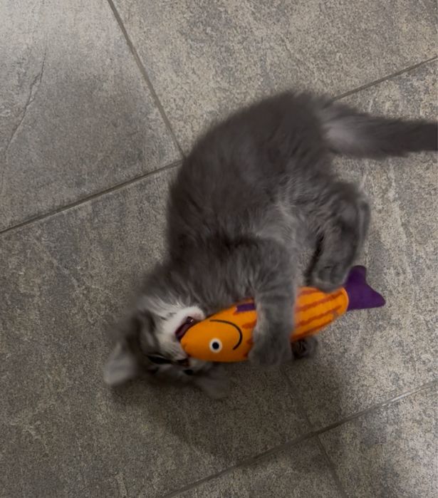 Мейн-Кун Мальчик с Гривой Blue Silver Tabby ,котята